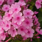 Flox metlinatý (Phlox paniculata) ‘SWEET SUMMER MELODY’® - kont. C1,5L